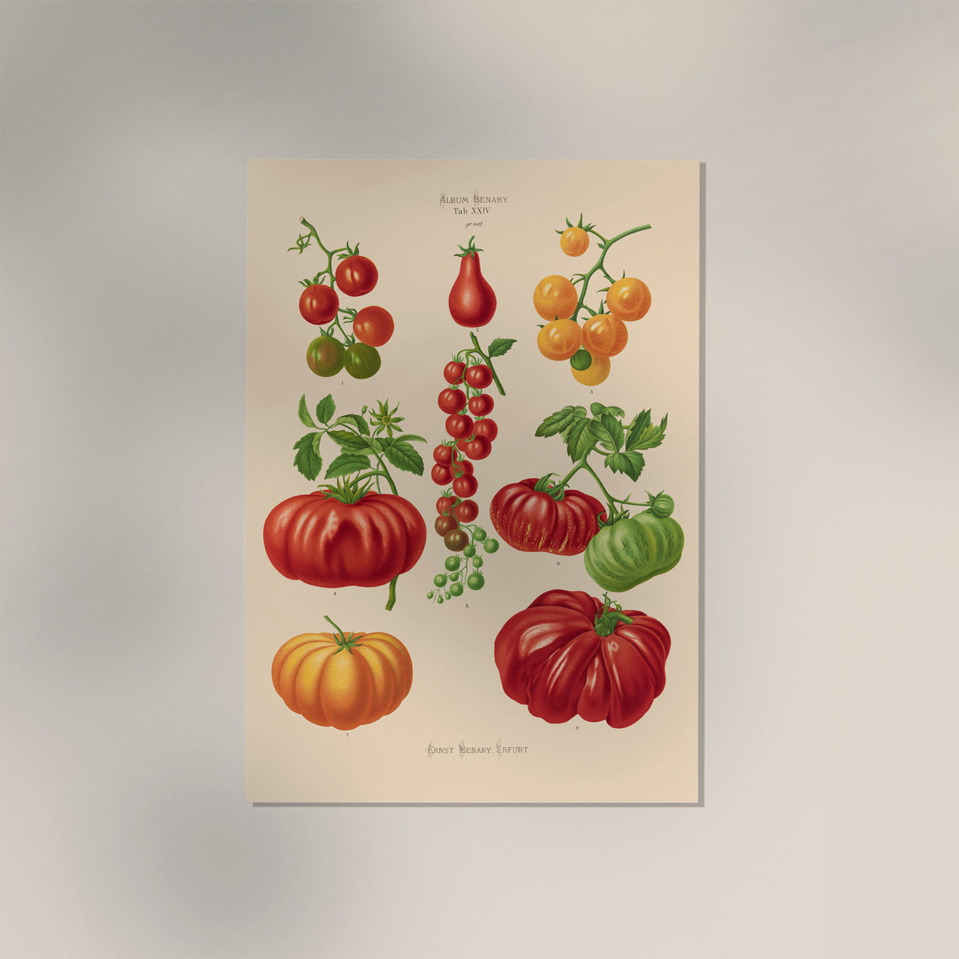 Tomatoes Chart Botanical Poster