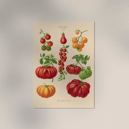 Tomatoes Chart Botanical Poster