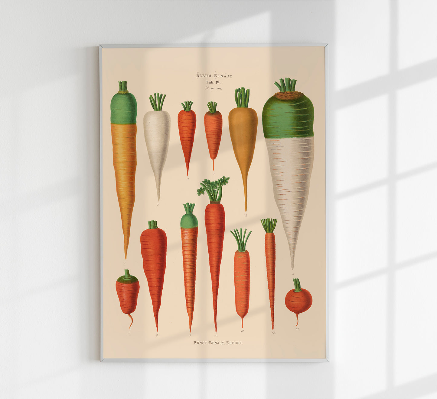 Carrots Chart Botanical Poster