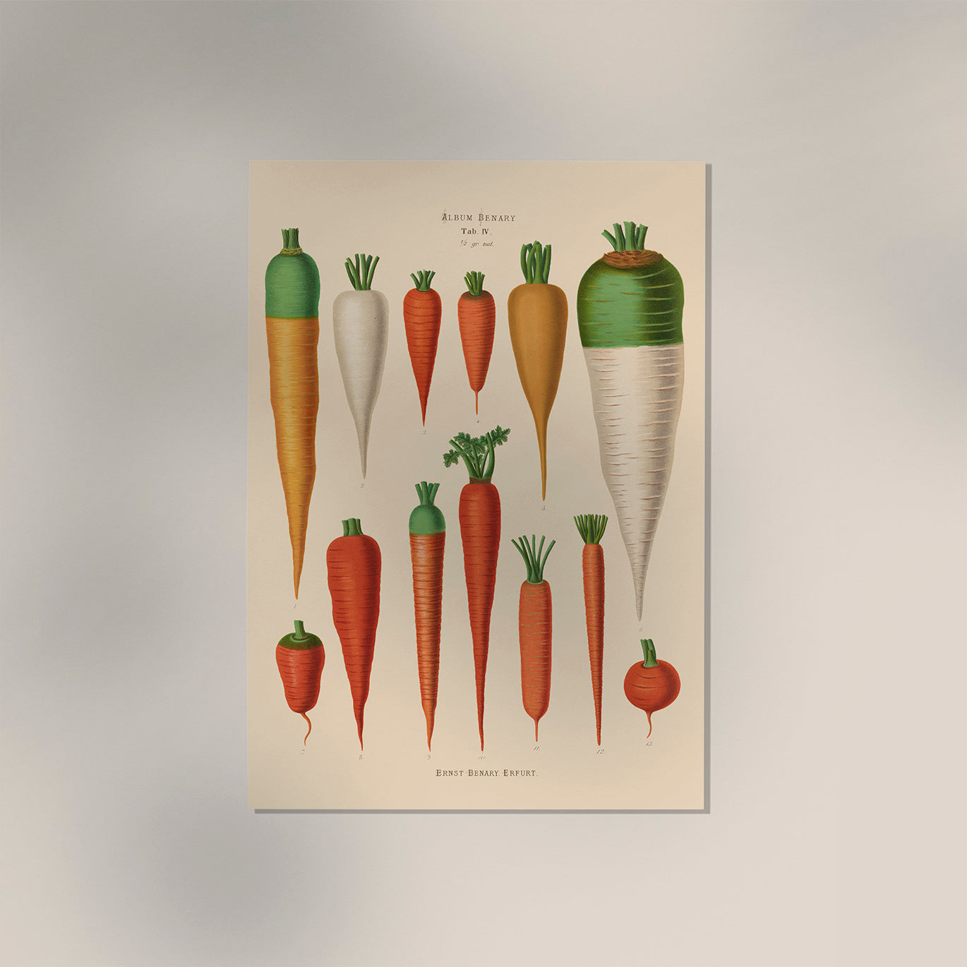 Carrots Chart Botanical Poster