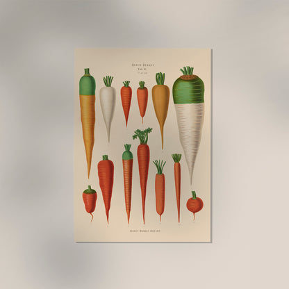 Carrots Chart Botanical Poster