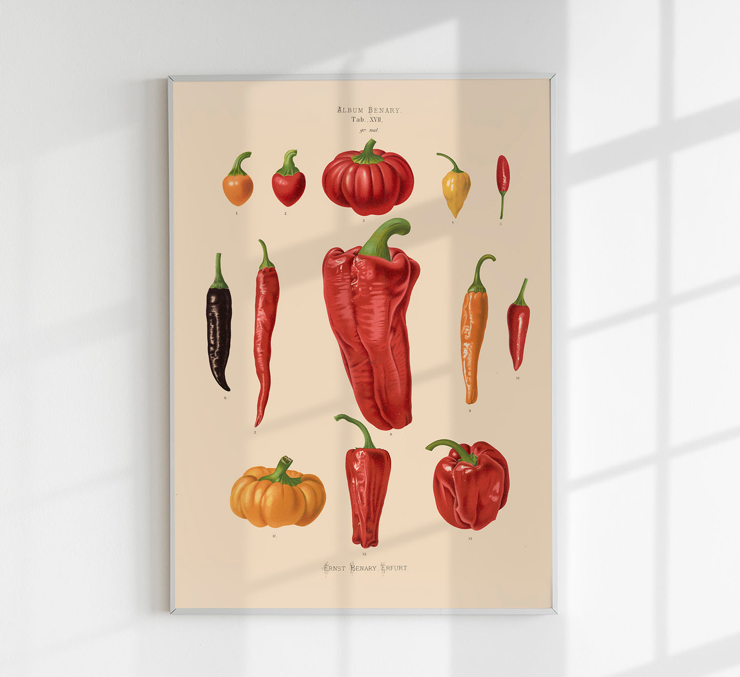 Chili and Peppers Chart Botanical Poster