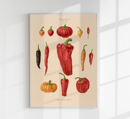Chili and Peppers Chart Botanical Poster