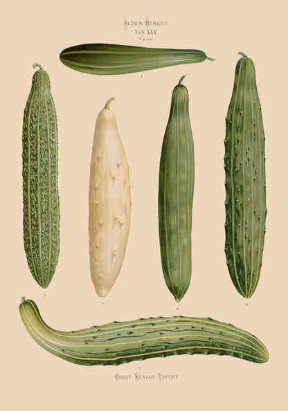 Cucumbers Chart Botanical Poster