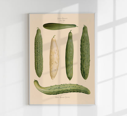 Cucumbers Chart Botanical Poster