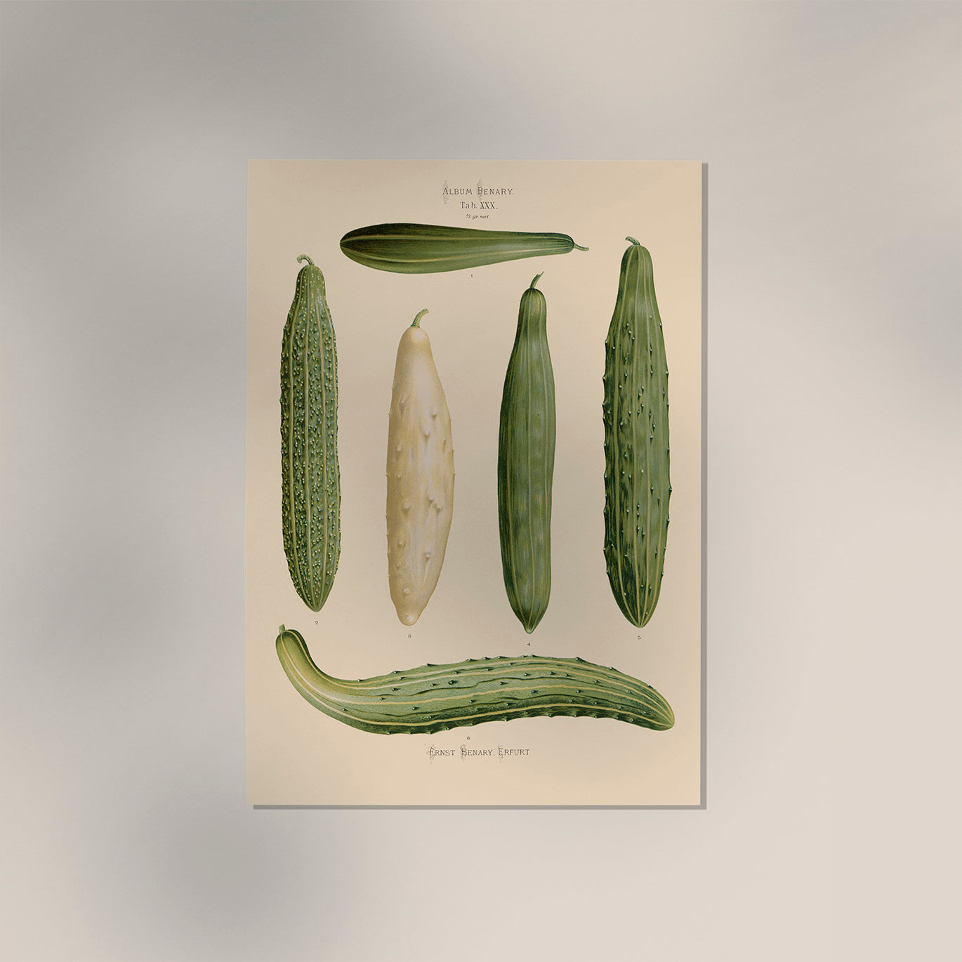 Cucumbers Chart Botanical Poster