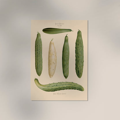 Cucumbers Chart Botanical Poster