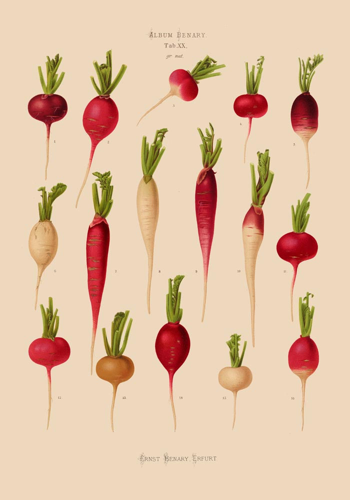 Radishes Chart Botanical Poster
