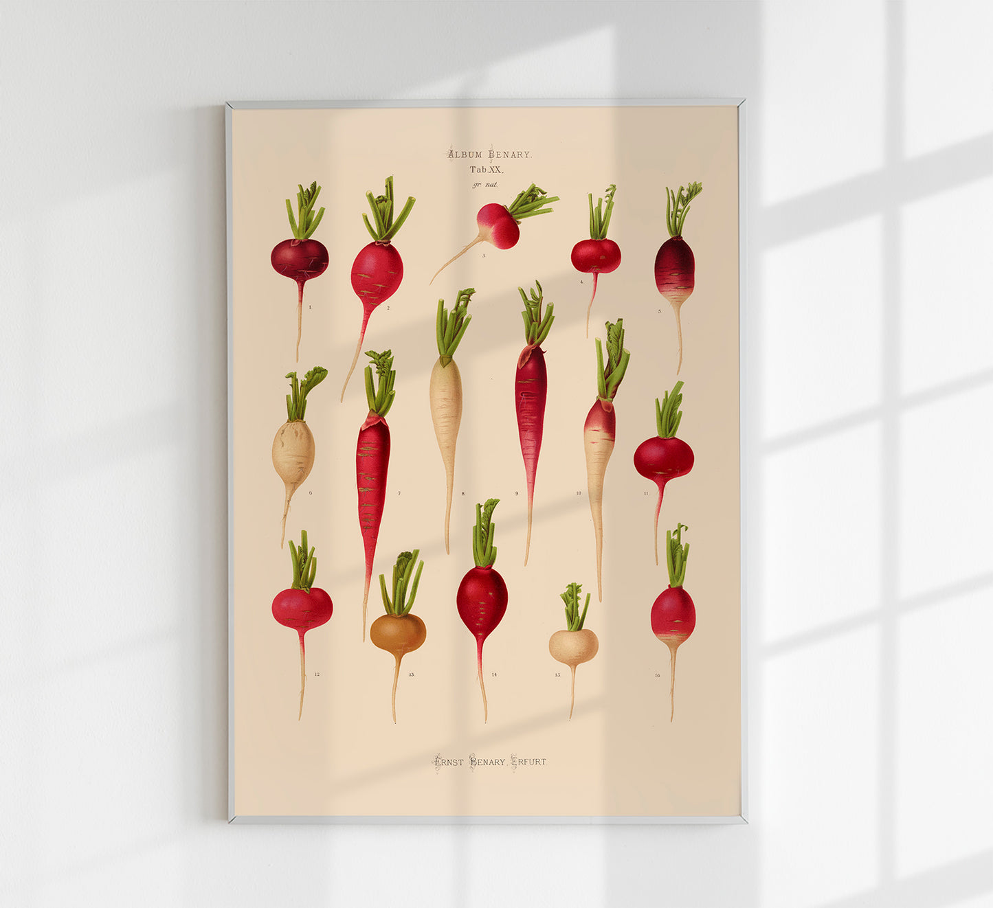 Radishes Chart Botanical Poster