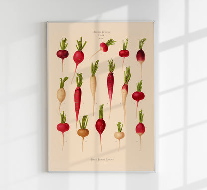Radishes Chart Botanical Poster