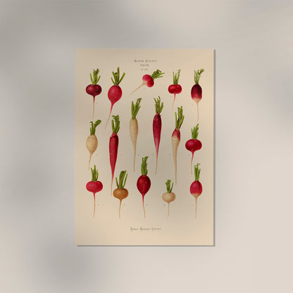 Radishes Chart Botanical Poster