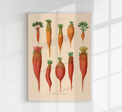 Mangold Wurzels Chart Botanical Poster