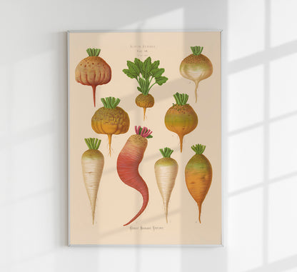 Mangel Wurzels Chart Botanical Poster