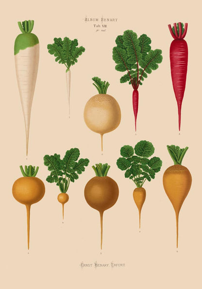 Radish Chart nr 2 Botanical Poster