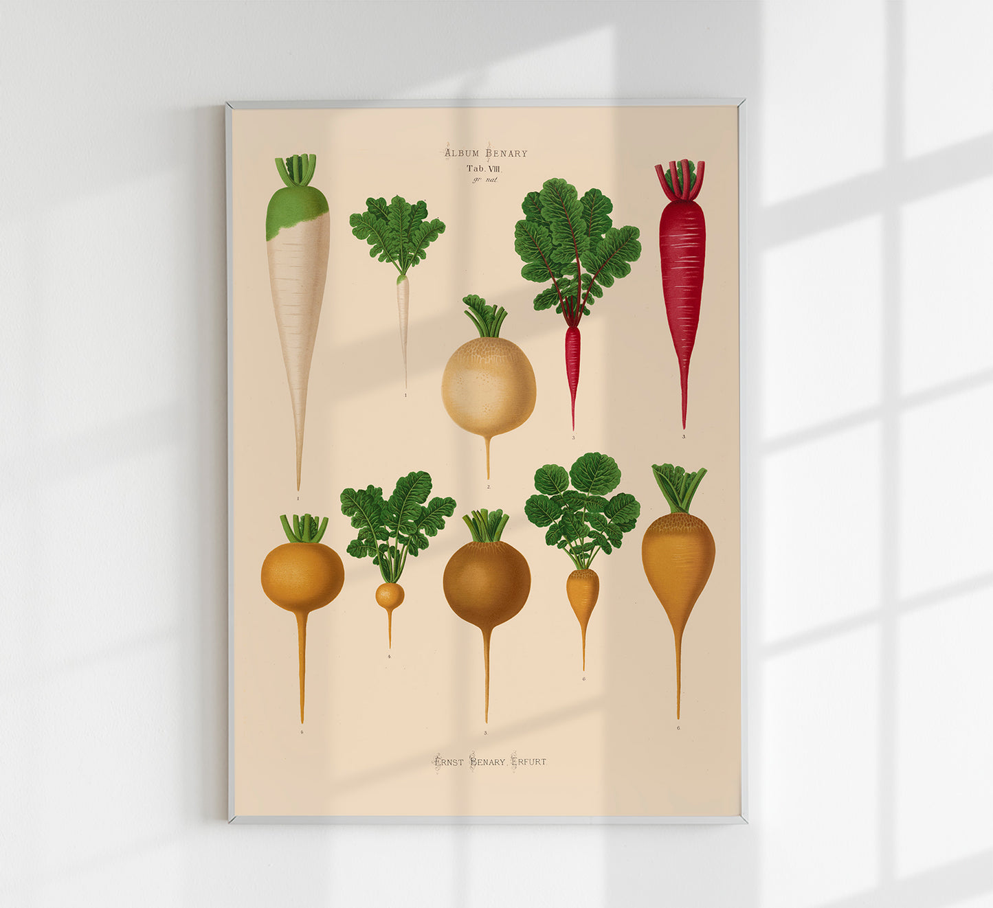 Radish Chart nr 2 Botanical Poster