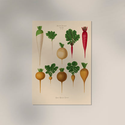 Radish Chart nr 2 Botanical Poster