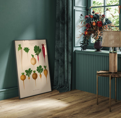 Radish Chart nr 2 Botanical Poster
