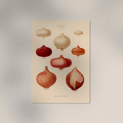 Onions Chart Botanical Poster