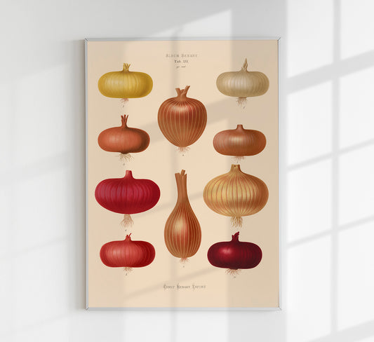 Onions Chart Nr 2 Botanical Poster
