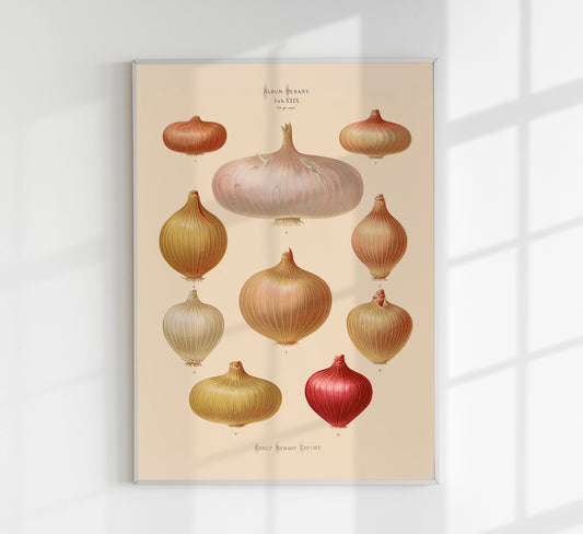 Onions Chart Nr 3 Botanical Poster