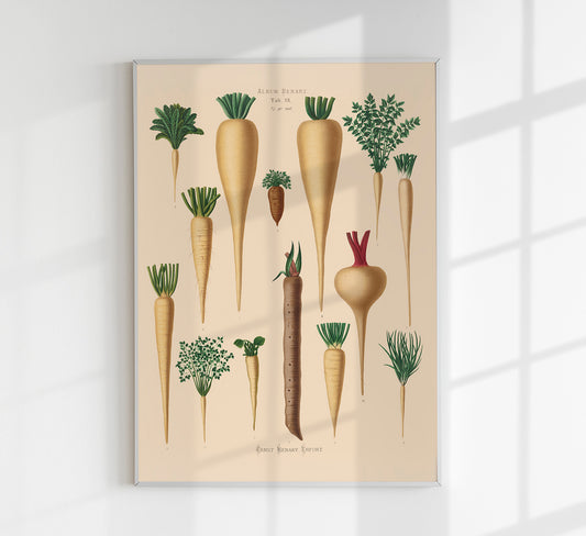 Culinary Roots Chart Botanical Poster