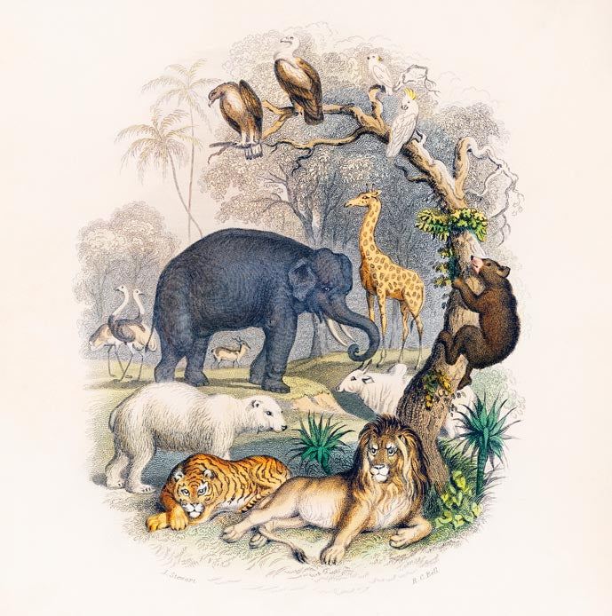 Animal Kingdom by Oliver Goldsmith