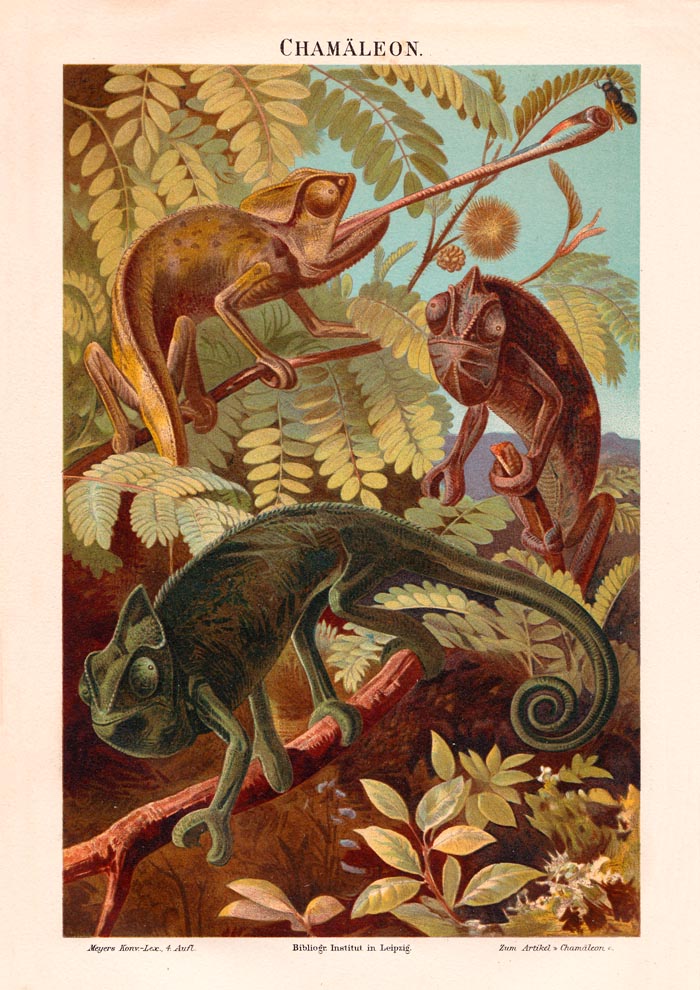 Chameleons Nature Poster