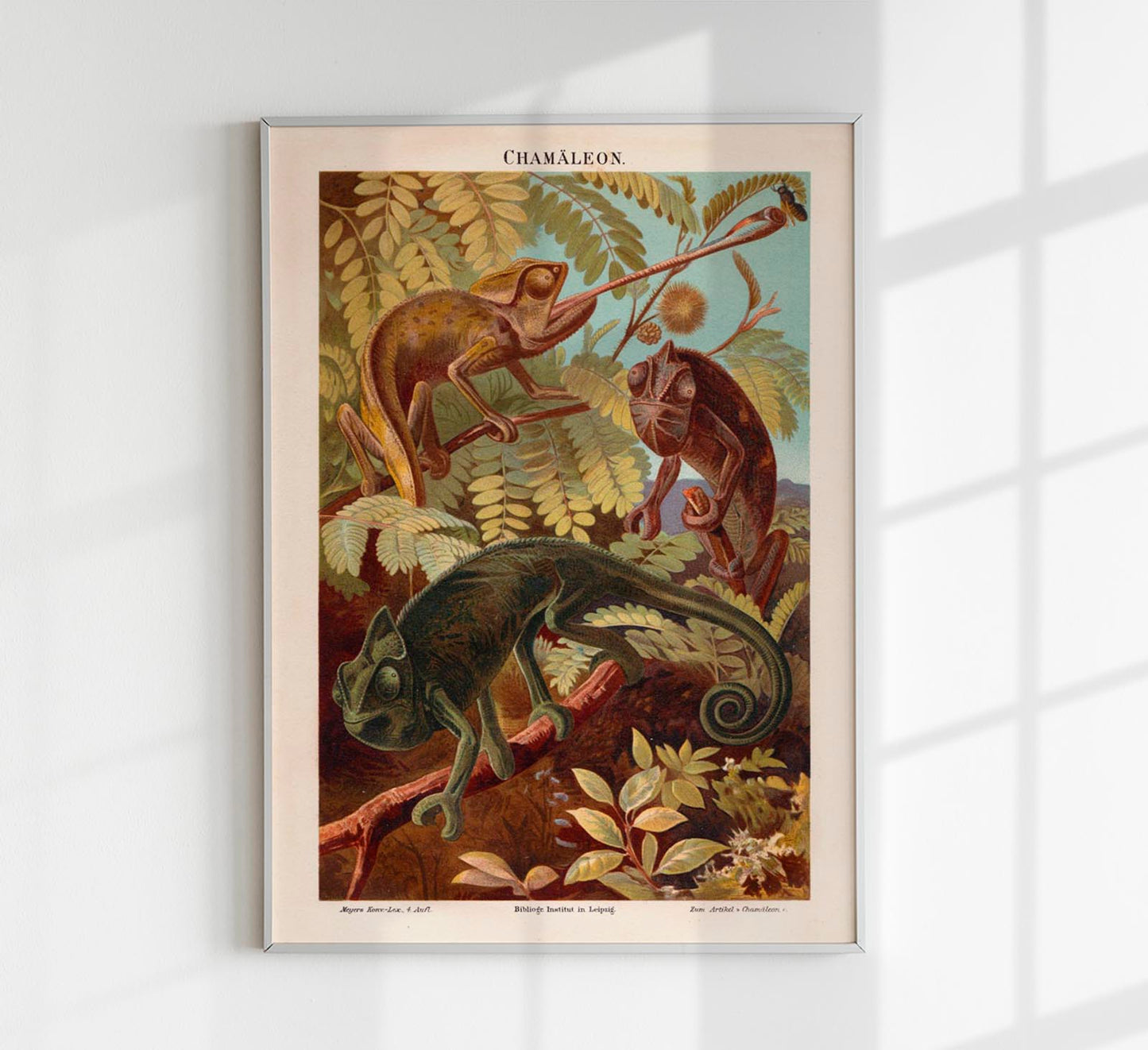 Chameleons Nature Poster