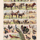 Domestic Animals French Illustration