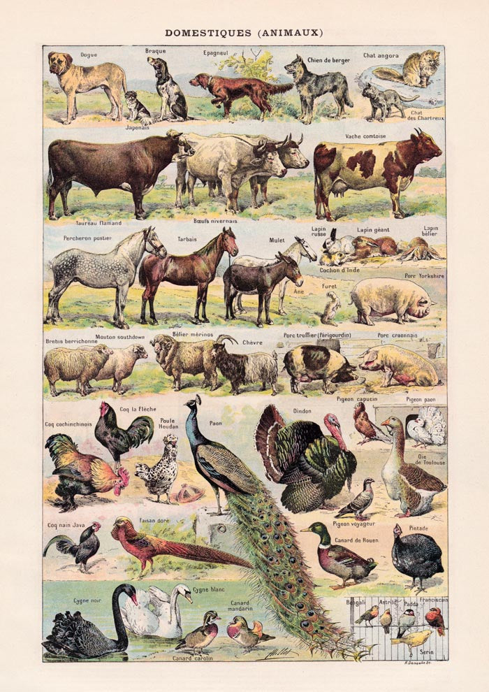 Domestic Animals French Illustration