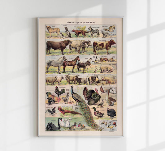 Domestic Animals French Illustration