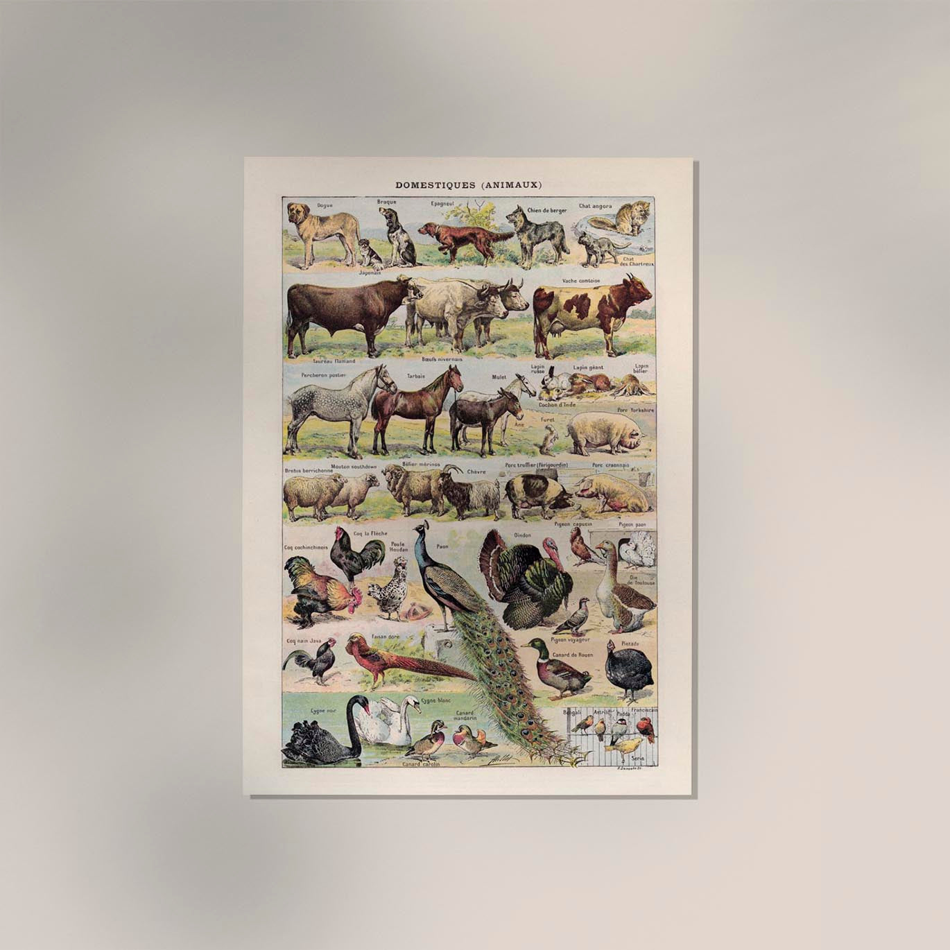 Domestic Animals French Illustration