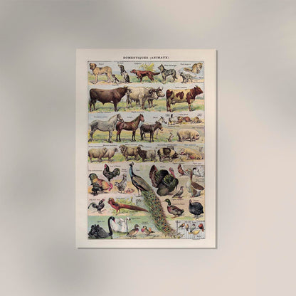 Domestic Animals French Illustration