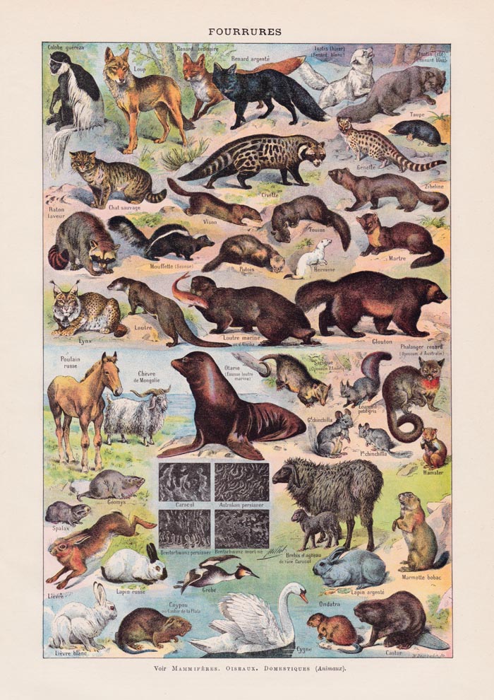 Fur Animals French Illustration