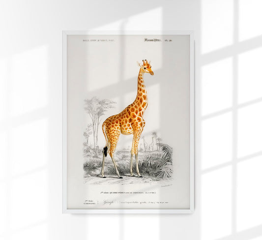 Giraffe Animal Illustration