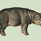 Hippopotamus Animal Illustration