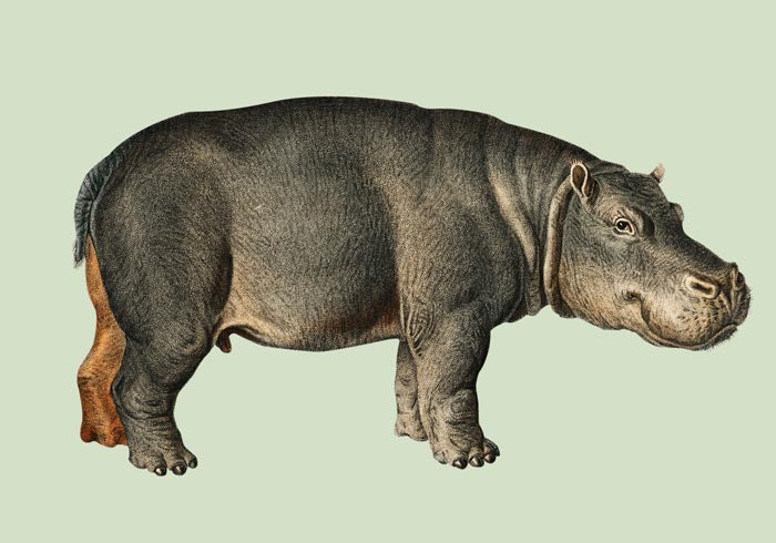 Hippopotamus Animal Illustration