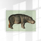 Hippopotamus Animal Illustration