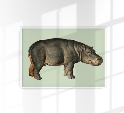 Hippopotamus Animal Illustration