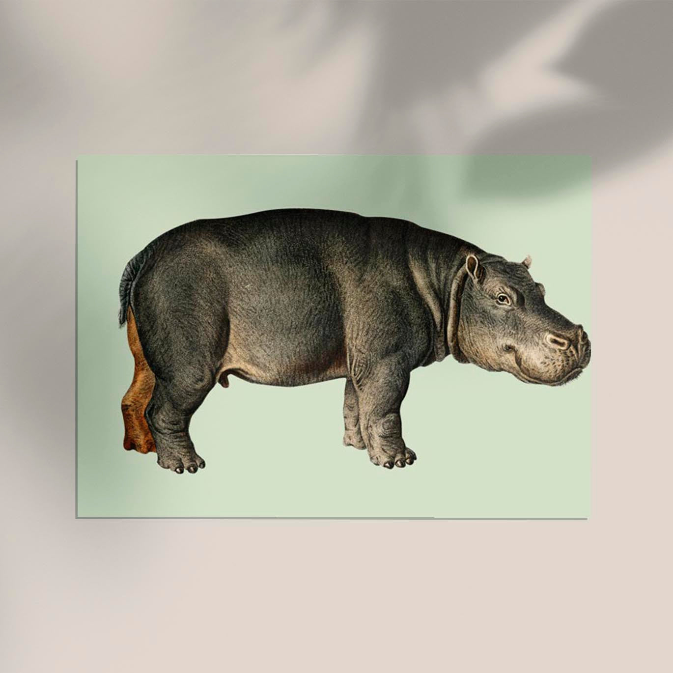 Hippopotamus Animal Illustration