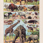 Mammals 1 Animal Illustration