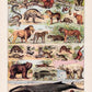 Mammals 2 Animal Illustration