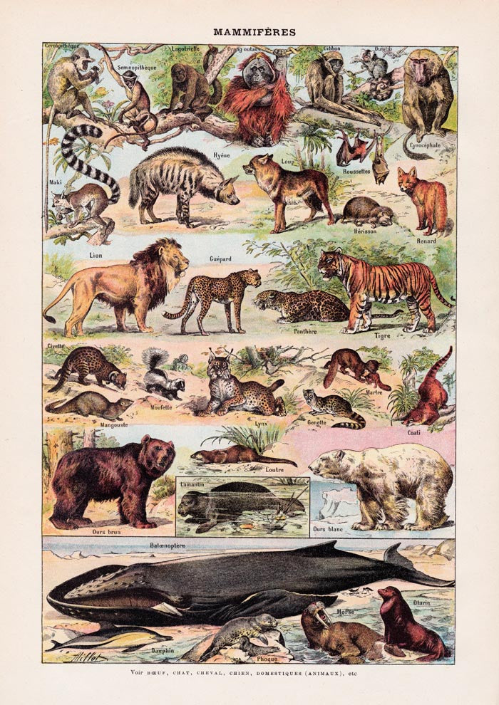 Mammals 2 Animal Illustration