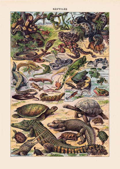 Reptiles Animal Illustration