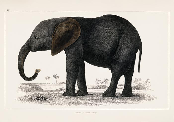 Big Elephant Animal Illustration