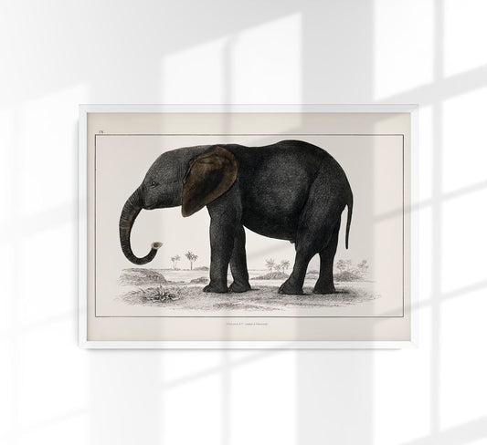 Big Elephant Animal Illustration