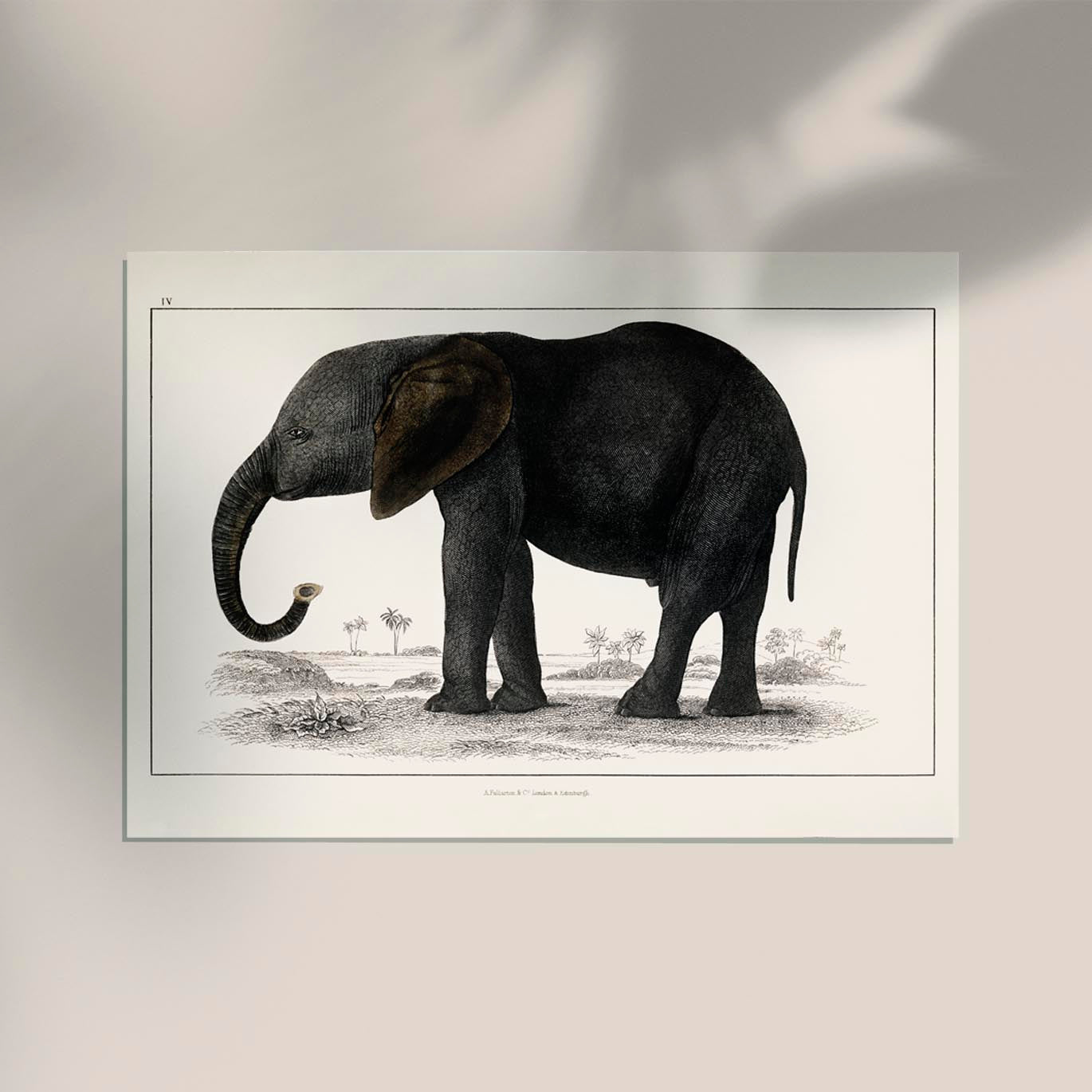 Big Elephant Animal Illustration