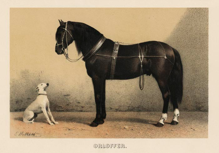 Orloff Horse & Dog Poster