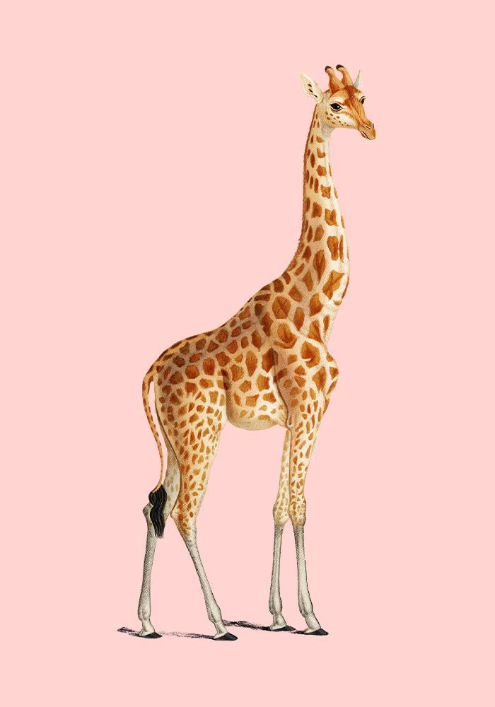 Giraffe Pink Poster