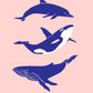 Whale and Dolfin Blue Pink Poster